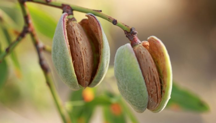 Almonds on a tree