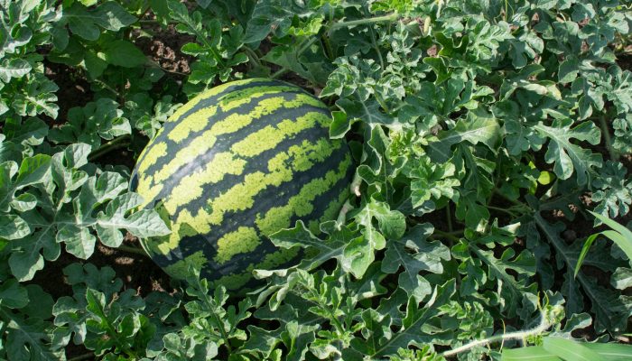 Green watermelon growing in the garden