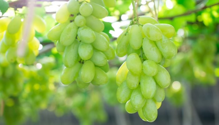 Green grapes hanging on a bush, Damnoen Saduk, Ratchaburi Province. Thailand