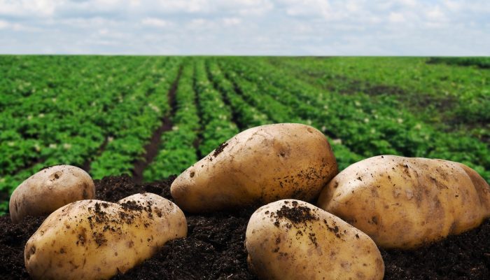 harvesting potatoes on the ground on a background of field